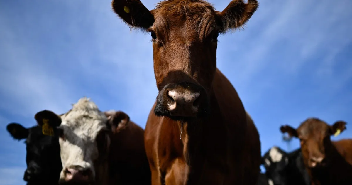 Cansado de ver a sus vacas cruzar una carretera, un granjero les construyó un túnel subterráneo
