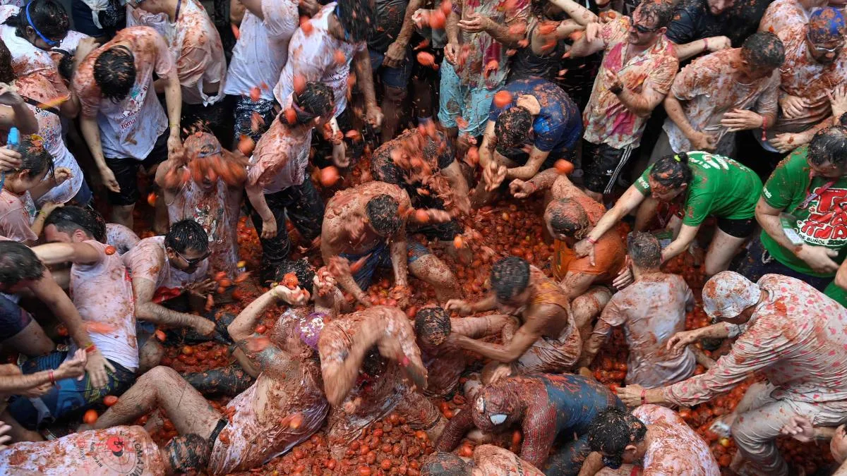 Buñol prepara 150.000 kilos de tomates para una Tomatina más accesible y abierta al mundo