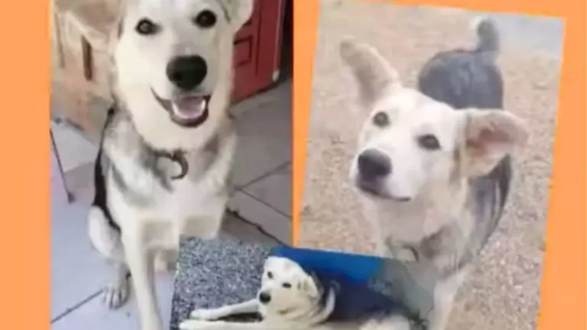 Mulher é condenada após pagar R$ 100 para mandar matar o cachorro da própria filha em SC