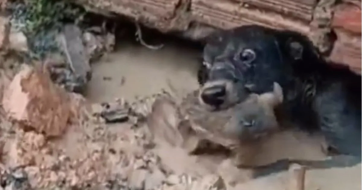 Mamá coraje: el increíble rescate que realizó una perra para salvar a su cachorrito