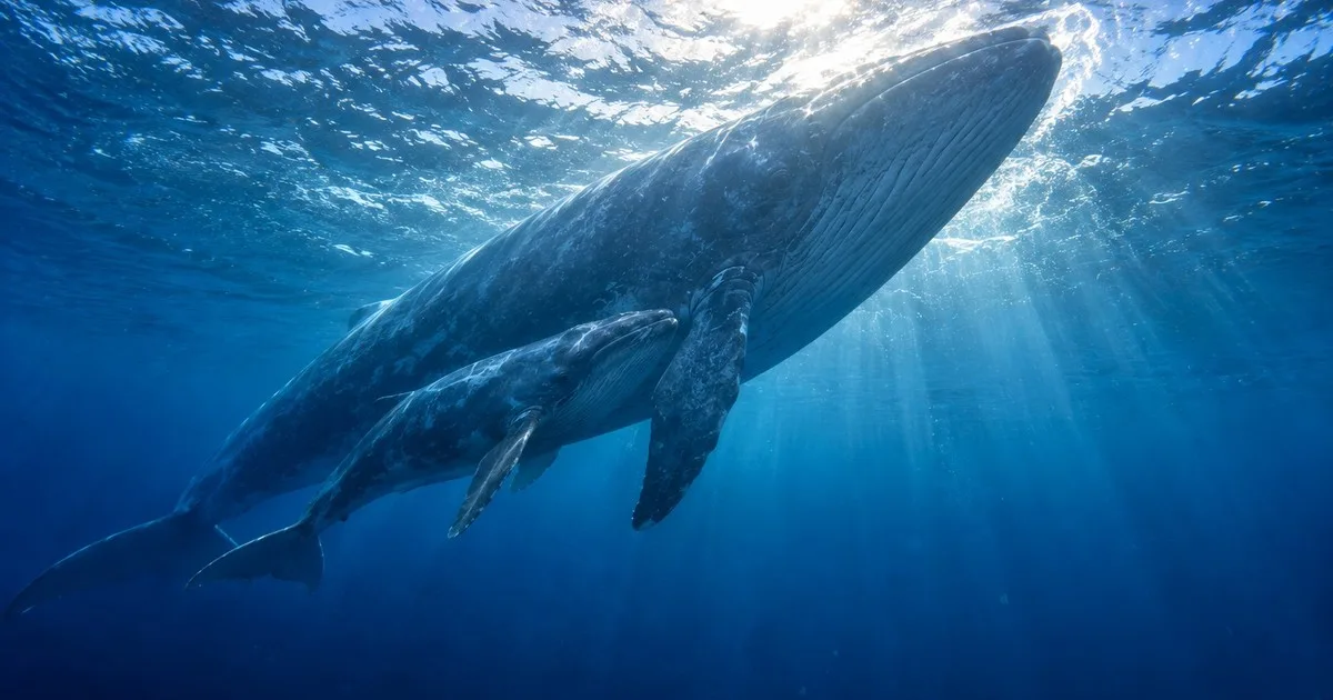 La lenta recuperación de la ballena azul: cuatro décadas de protección no alcanzaron para salvar al gigante de los océanos