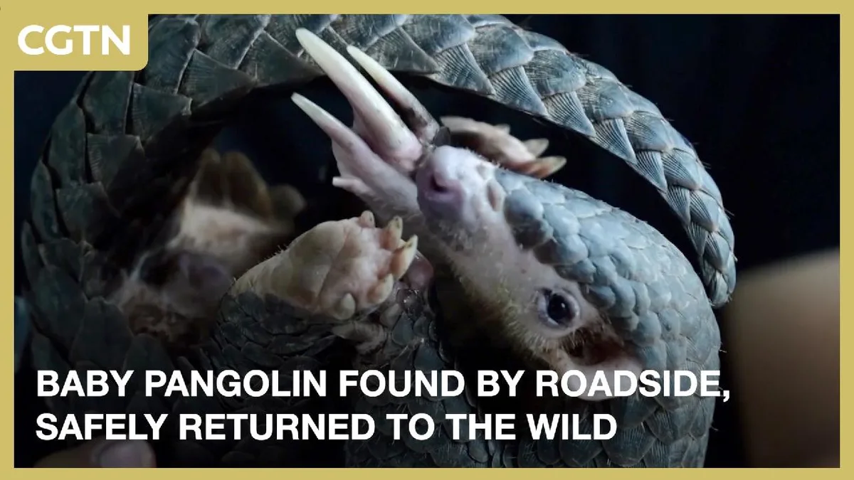 Baby pangolin found by roadside, safely returned to the wild