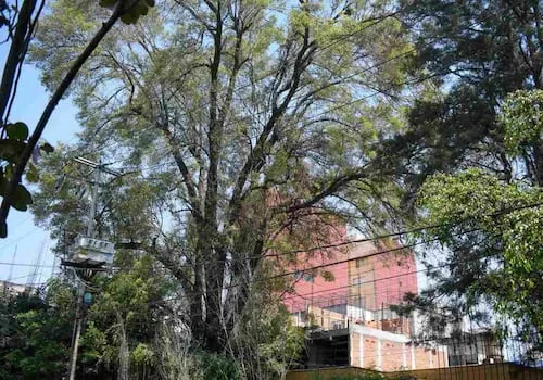 Arranca reforestación urbana en CDMX; van por 1 millón de árboles en banquetas y camellones