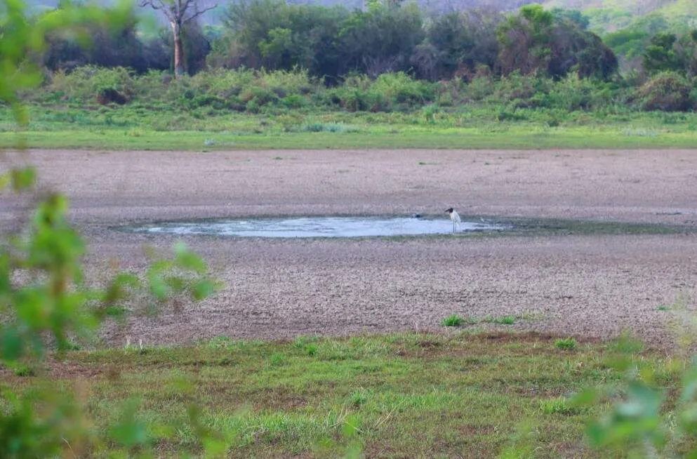 El Niño encontra Pantanal mais seco e Cerrado com menos vegetação