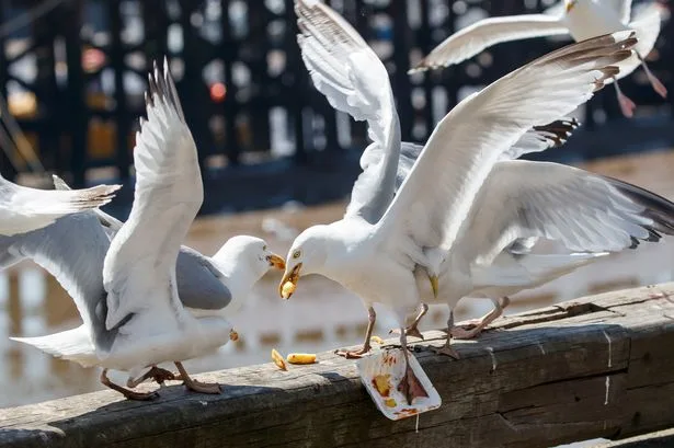 Seagulls 'run up £171m bill' stealing meals from scared UK pedestrians