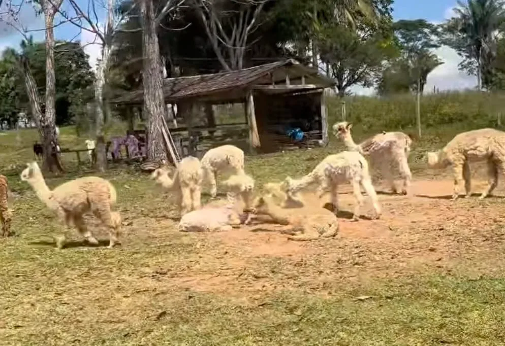 Campanha de ONG quer levar lhamas apreendidas no Acre para novo rancho