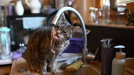 Allemagne : un chat ouvre un robinet en l'absence de sa propriétaire et provoque une inondation dans un immeuble