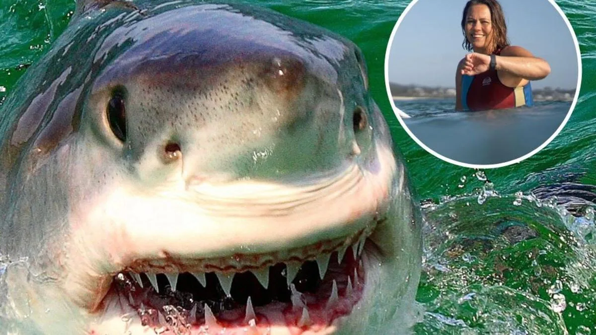 Shark alerts to reach surfers in the water with new Aussie developed app