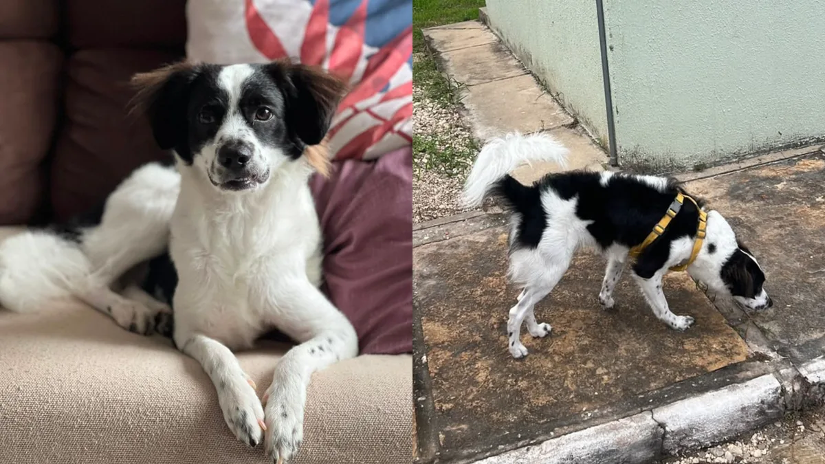 Vídeo: Grávida reencontra cachorro após quatro dias desaparecido: "ainda tô em êxtase"
