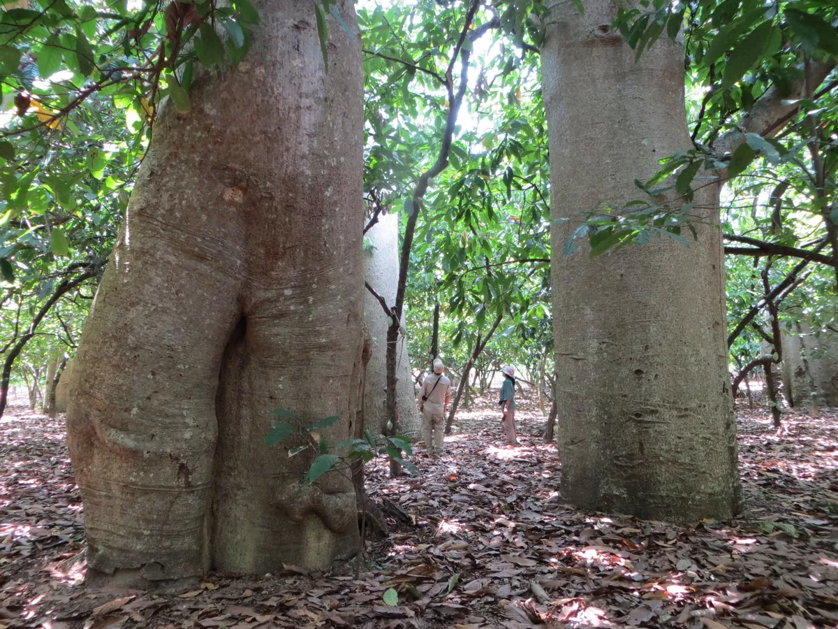 Un análisis genético identifica una nueva especie de baobab en el norte de Madagascar