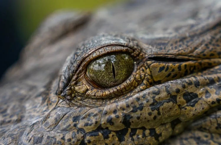 En Panamá los cocodrilos se acercan cada vez más a las zonas donde hay actividad pesquera