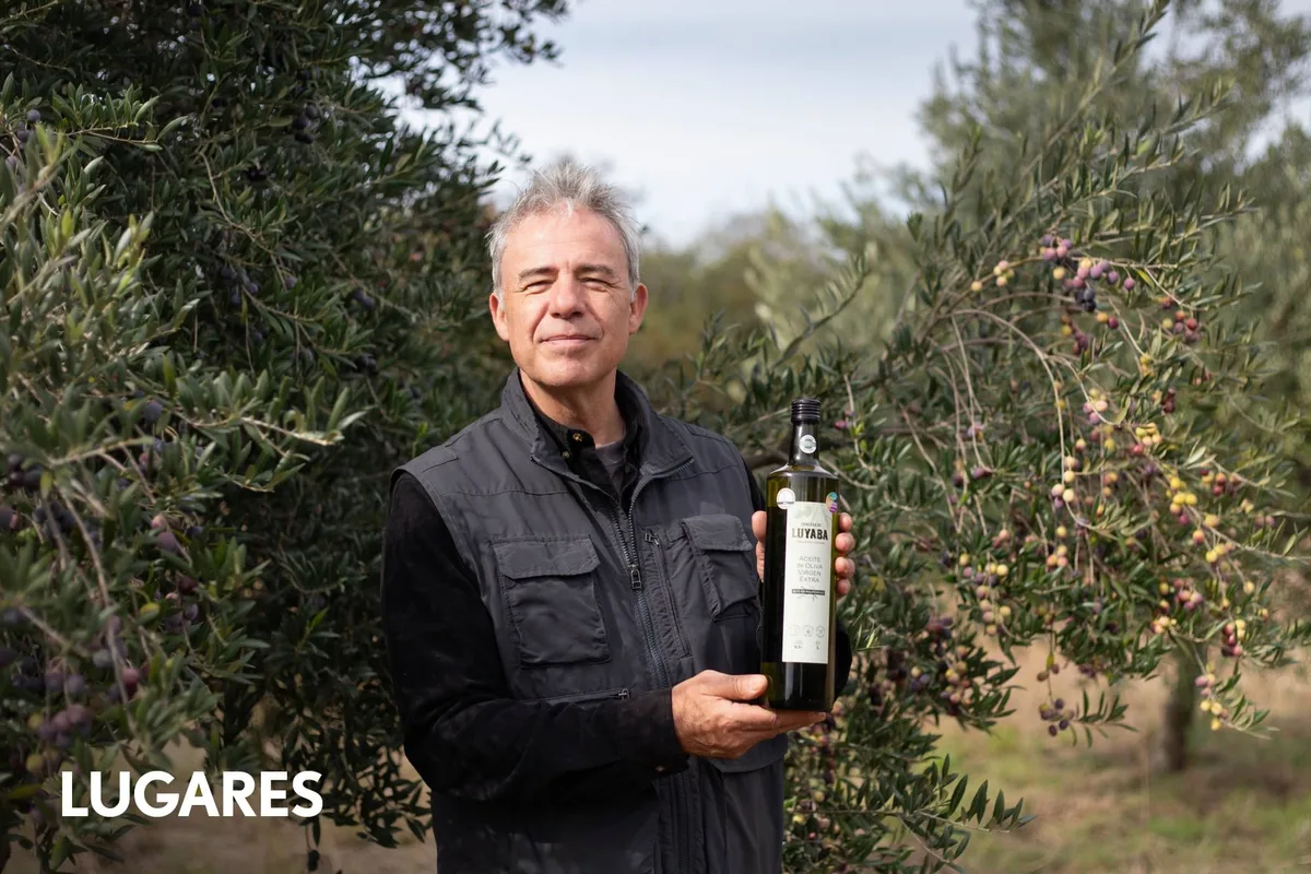 Compraron un olivar abandonado y producen uno de los aceites premiados del país