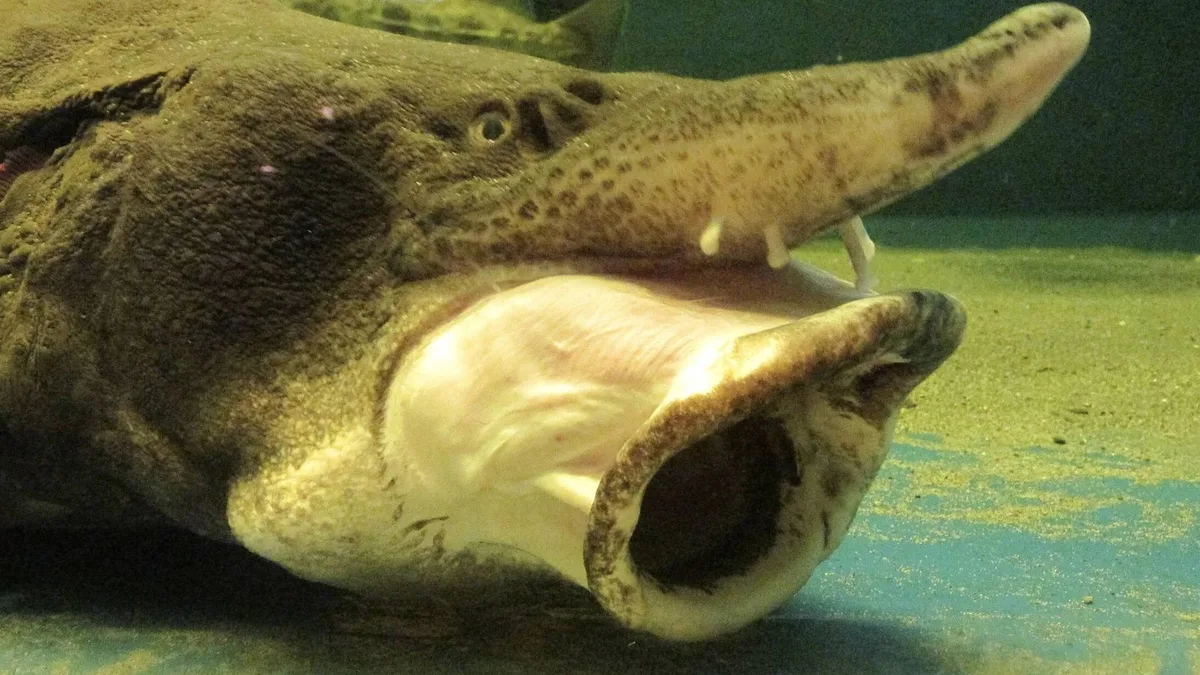 Exploran un lago en EEUU y encuentran peces que podrían haber estado vivos cuando España perdió Gibraltar
