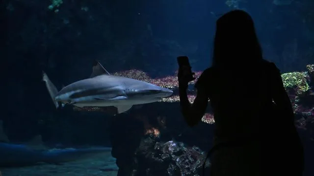 Schildkröten und Schlangen: Neue Tiere und Becken: Berliner Aquarium fertig saniert