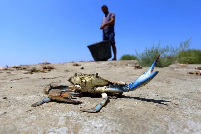 En Italie, des poulpes contre des crabes pour sauver les palourdes