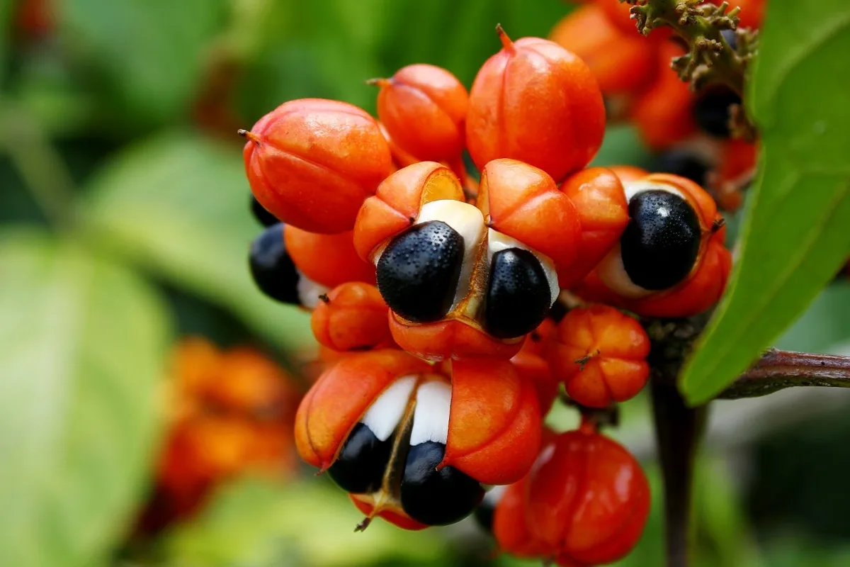 Casca do guaraná, geralmente descartada, pode fornecer cafeína e antioxidantes