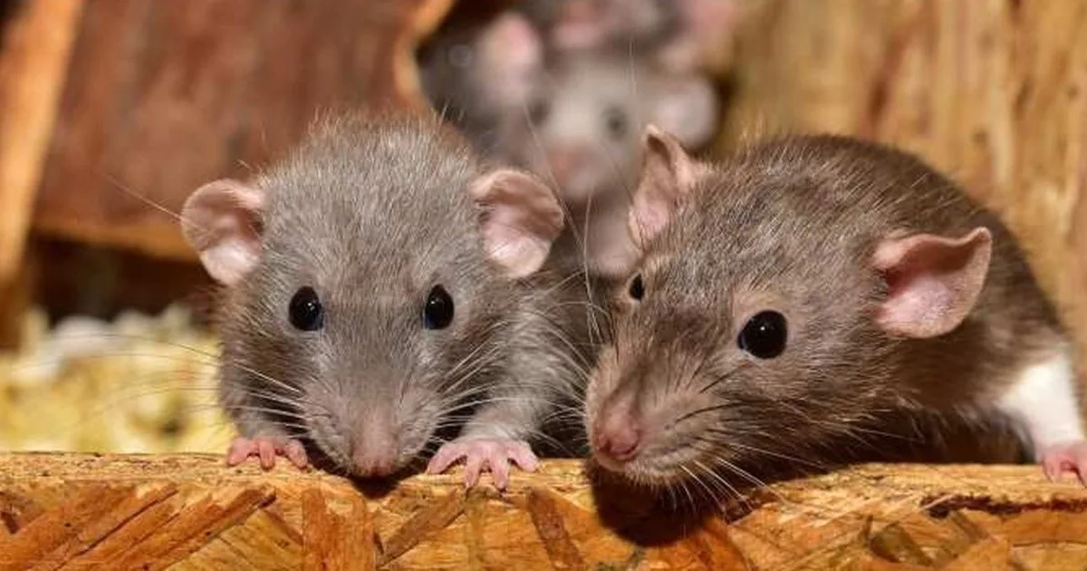 El truco con vinagre para ahuyentar las ratas de casa: cuántas cucharadas usar