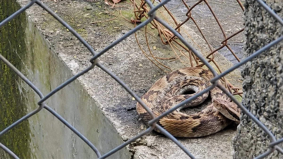 ‘Vigiando’ a rua: cobra mais perigosa do Brasil é flagrada camuflada sobre mureta em cidade de SC