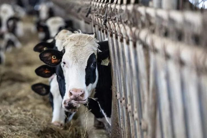 Can Canada uphold dairy supply management while giving U.S. more access?