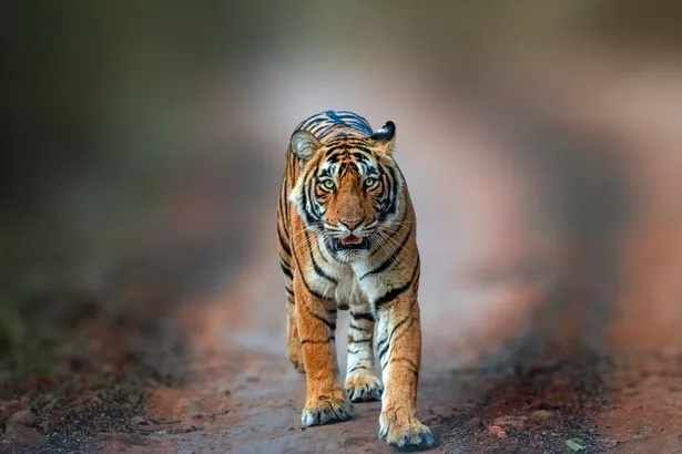 Wildlife expert says 'it's not the tiger's fault' after tragic mauling death