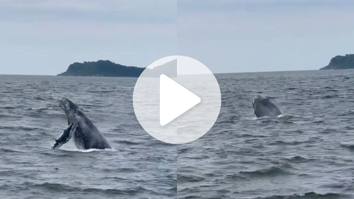 VÍDEO: Baleia dá espetáculo com saltos no mar e encanta turistas a bordo de barco pirata em praia paradisíaca de SC
