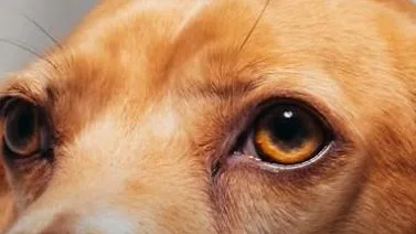 Bad Bunny a-t-il utilisé son chien pour officialiser son statut amoureux ?