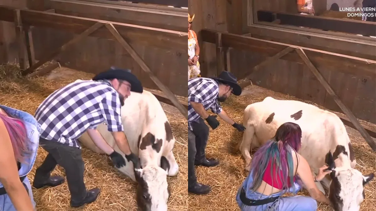 Detectan plaga de garrapatas en La Granja VIP 2: prohíben el consumo de leche a los participantes