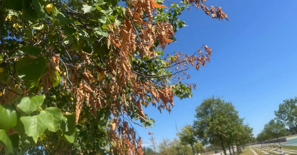 Environnement. Feuilles mortes, arbres brunis... pourquoi certains paysages prennent déjà des airs d’automne
