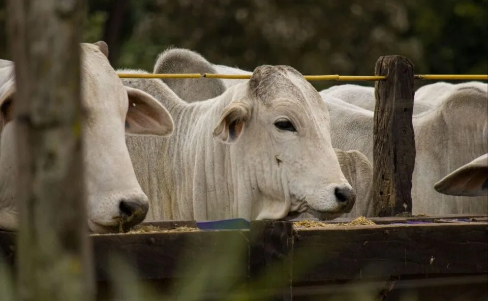Mais de 13 toneladas! Carnes bovinas são recolhidas em dois estados após problema de inspeção; veja quais