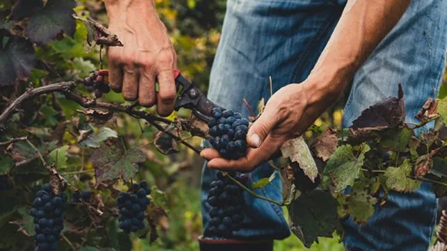 Una finca de Francia busca trabajadores para un viñedo: ofrece alojamiento gratis y sueldo en euros