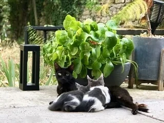Votre chatte va mettre bas : les conseils à suivre