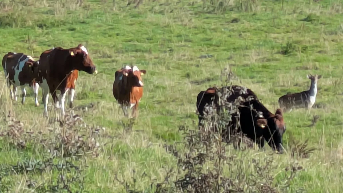 Wildtier in Nutzviehherde - Hirsch hält sich für eine Kuh