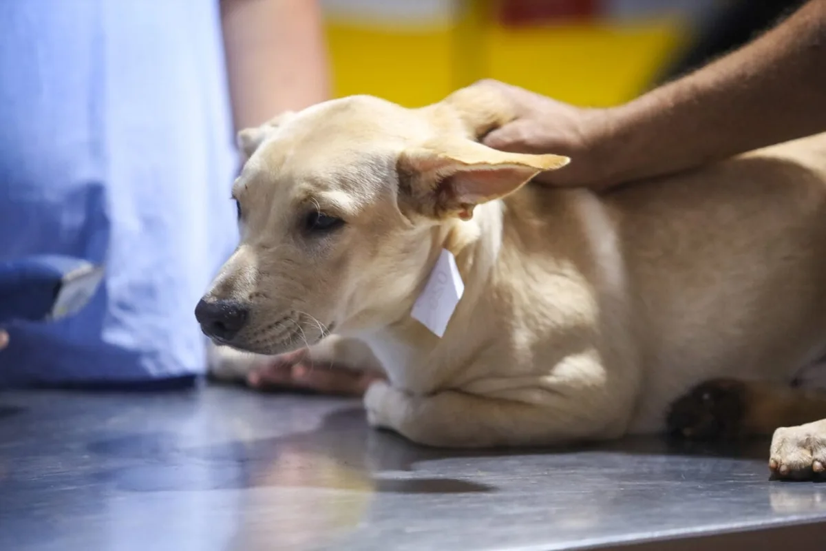 Animais afetados pelas chuvas no Paraná precisam de doações