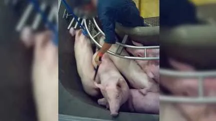 Après des soupçons de maltraitance animale à l'abattoir de Perpignan, une nouvelle inspection ordonnée par le préfet