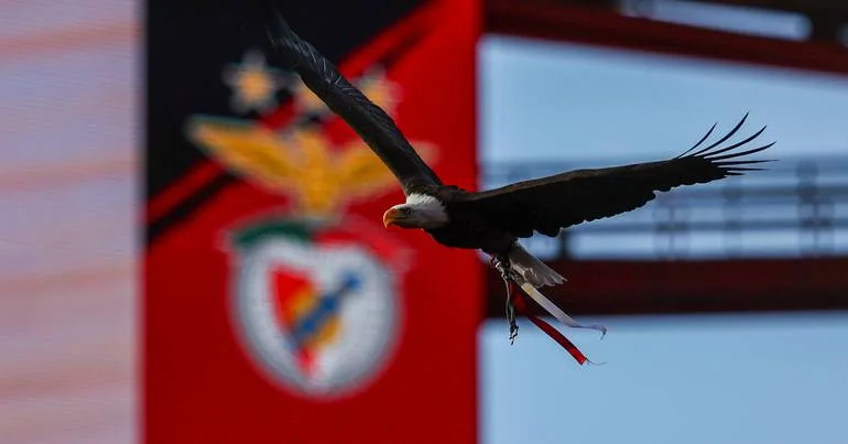 Falcoeiro da águia do Benfica detido