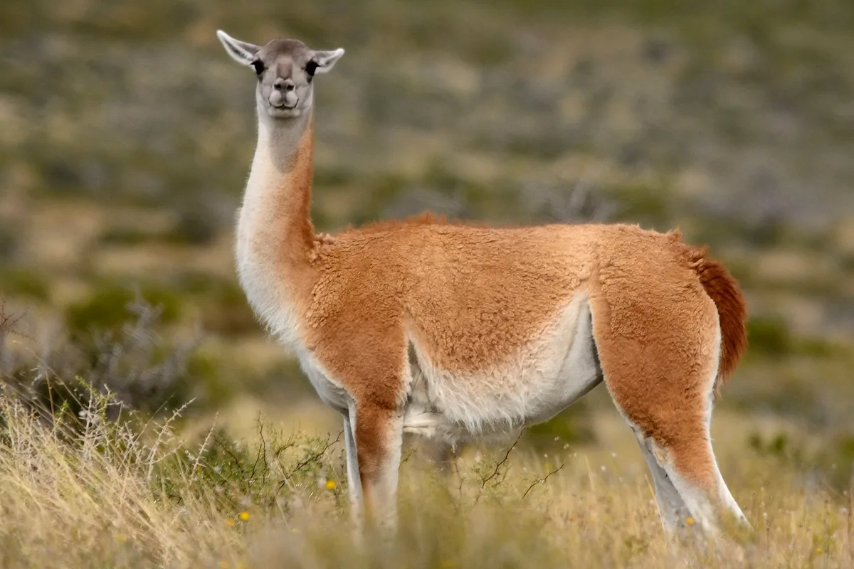 “Los campos se vacían”: estalló un fuerte cruce entre el campo y el gobierno de Chubut, que prepara un censo de guanacos