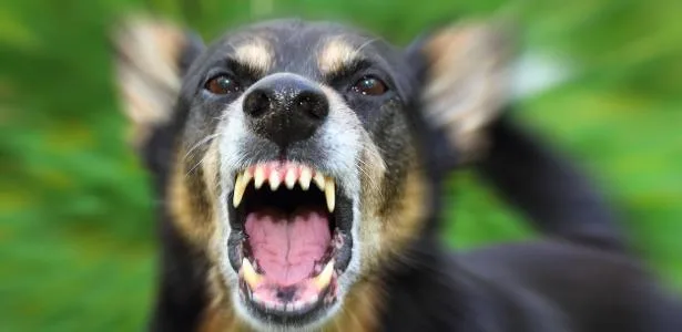 Cão de rua ataca e mata pet em condomínio; tutora terá indenização parcial