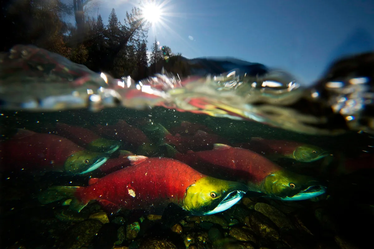 B.C., Ottawa announce new fisheries fund to help restore salmon habitat