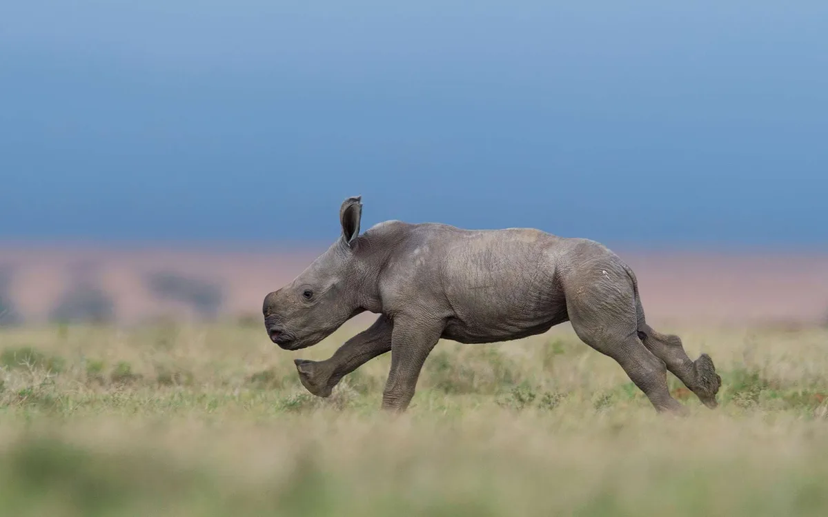 Exceptionnel : les premiers pas d’un bébé rhinocéros de quelques jours au Kenya