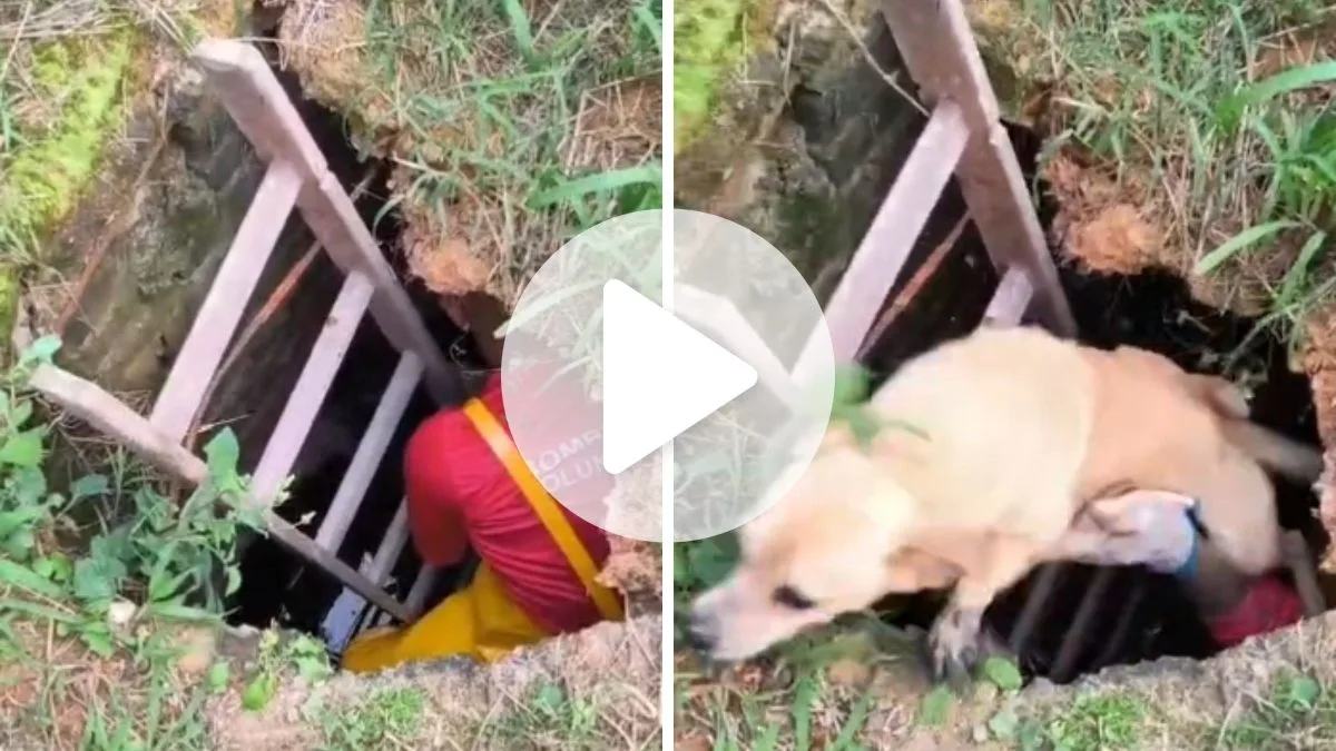 Vídeo mostra resgate de cachorro preso em bueiro de 3 metros em SC