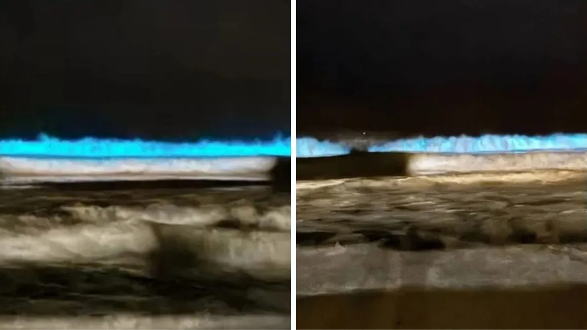 ‘Mar de luzes’: Fenômeno raro transforma ondas em espetáculo azul no litoral de SC