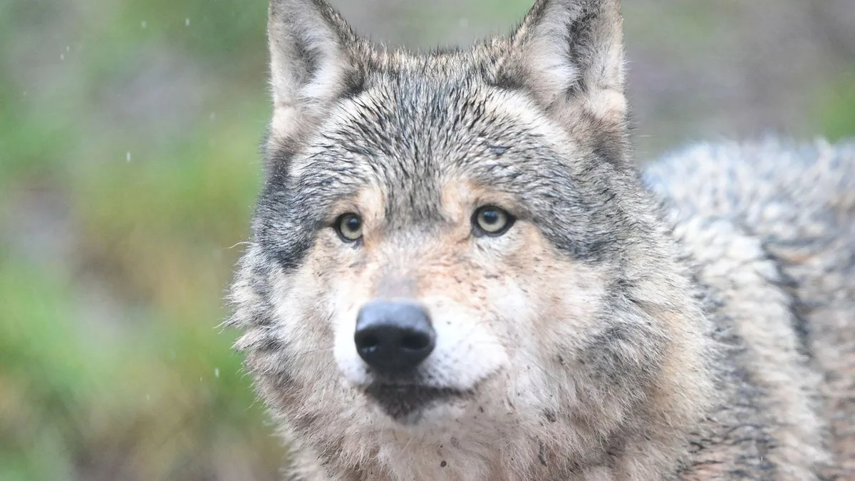 Wolfssichtung: CDU mahnt Wolfsmanagement für Hamburg an