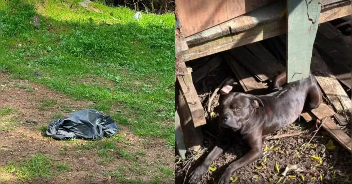 Polícia investiga morte de cerca de 25 cães encontrados em terreno