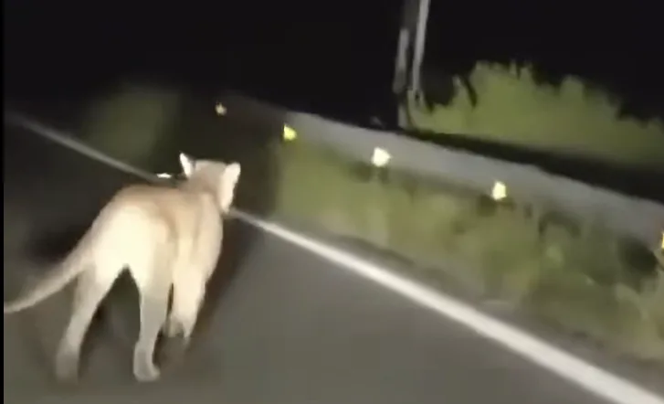 Captan a puma merodeando la presa Palo Blanco, en Ramos Arizpe