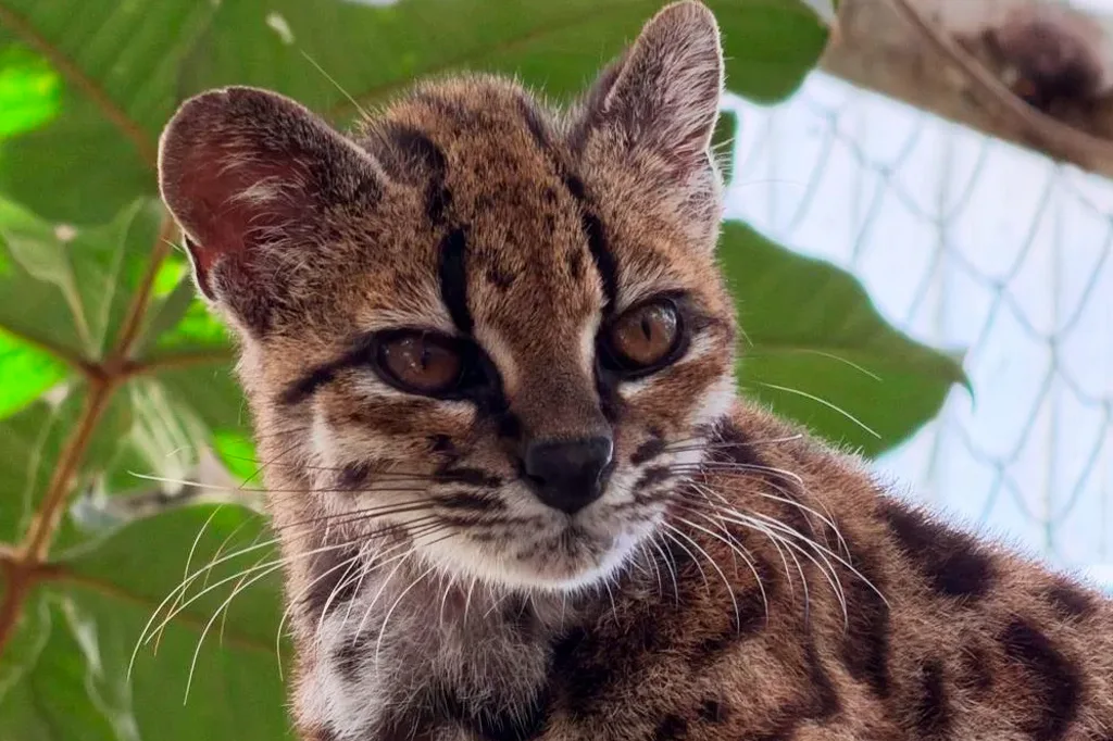 Tilcayo: conheça nova espécie de felino descoberta por brasileiros