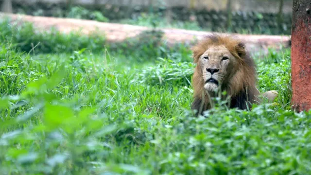 Leão visto em Espanha? Guardia Civil procura animal (que pode ser outro)