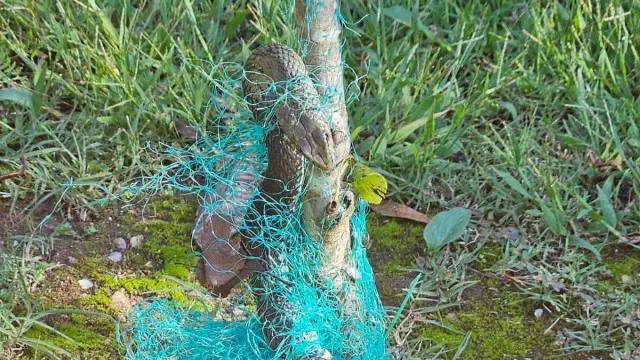 GNR resgata cobra "presa numa rede de proteção" em Ponte de Lima