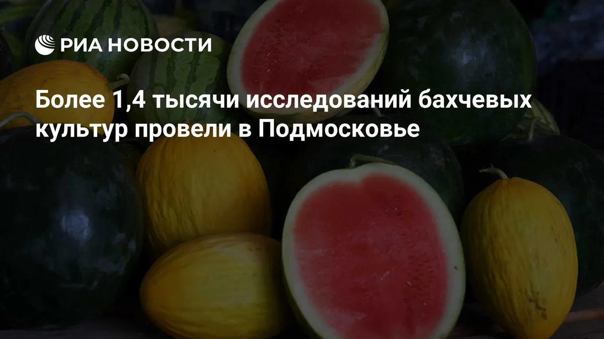 Более 1,4 тысячи исследований бахчевых культур провели в Подмосковье