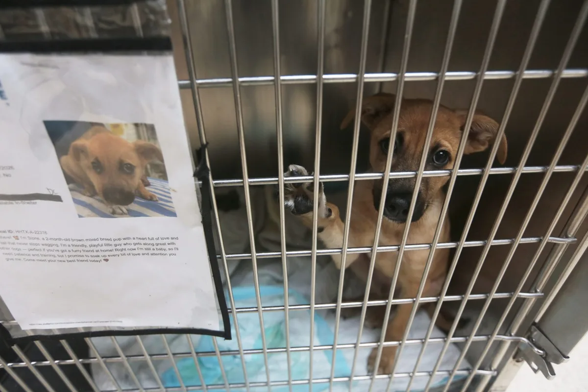 Texas’ screwworm could be fatal for the unadopted dogs and cats in rescue shelters statewide