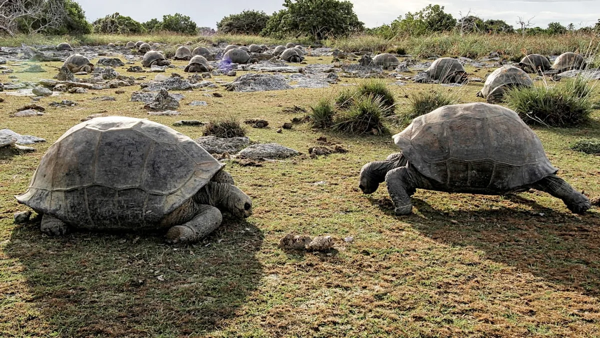 Sie galten als fast ausgestorben - Hier leben 180.000 Riesenschildkröten